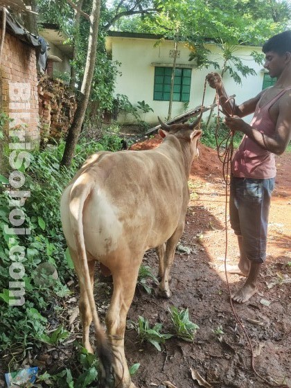 দেশী গরু বিক্রি